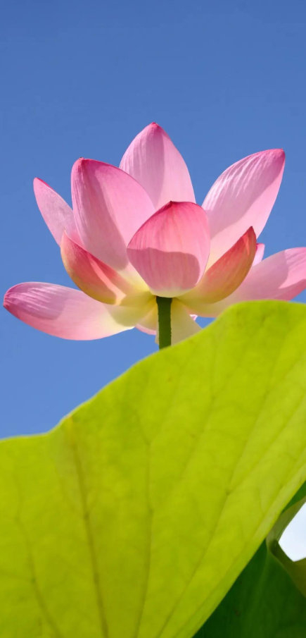 半岛体育-疲惫是成长信号，坚持离梦想更近|长跑|极限|运动员|能量|人生_新浪新闻